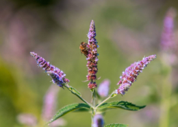 Vitex agnus castus