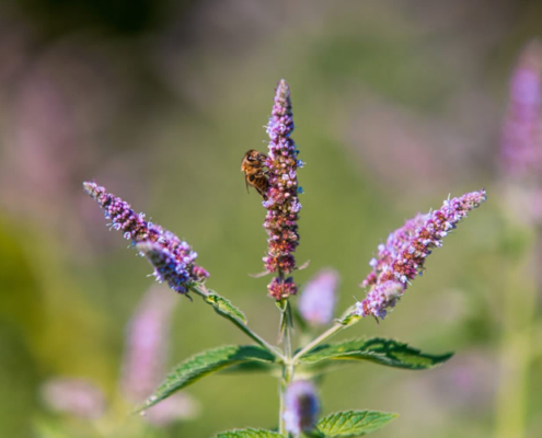 Vitex agnus castus