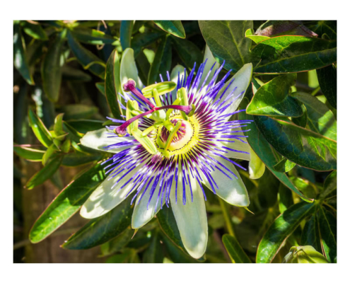 Billede af passionsblomst