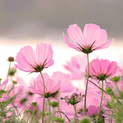blomsterterapi