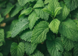 Citronmelisse