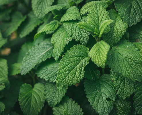Citronmelisse