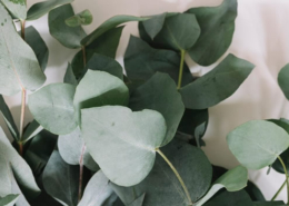 Eukalyptus