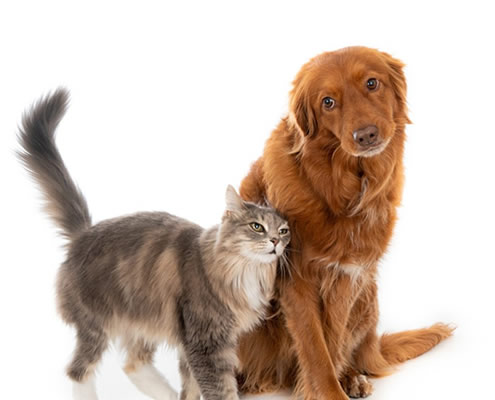 kæledyr og diagnoer