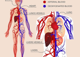 Lymfesystemet