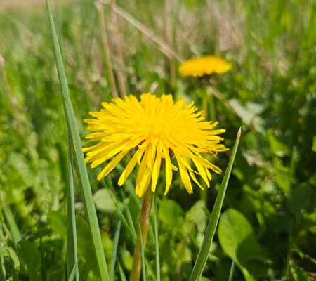 Mælkebøtte