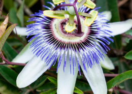 Passionblomst