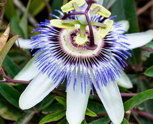 Passionblomst