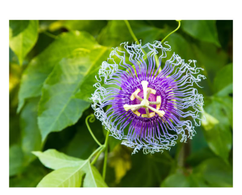 Passionsblomsten