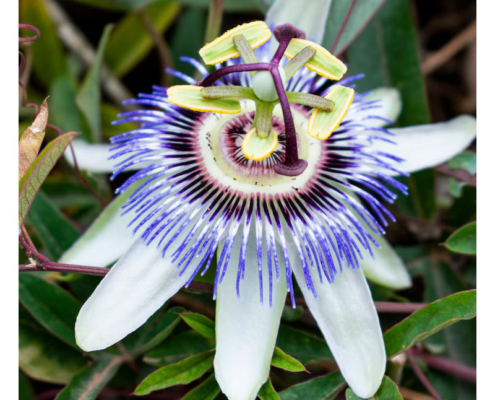 Passionsblomster