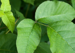 rhus toxicodendron