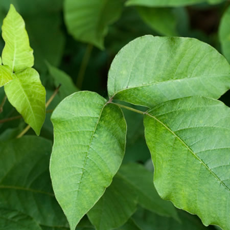 rhus toxicodendron