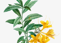 ylang-ylang