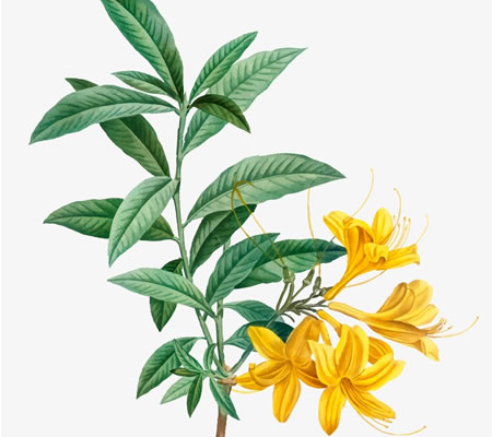 ylang-ylang